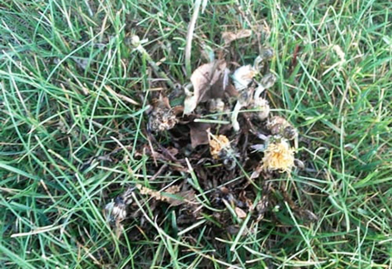 How to Kill Dandelions Without Chemicals